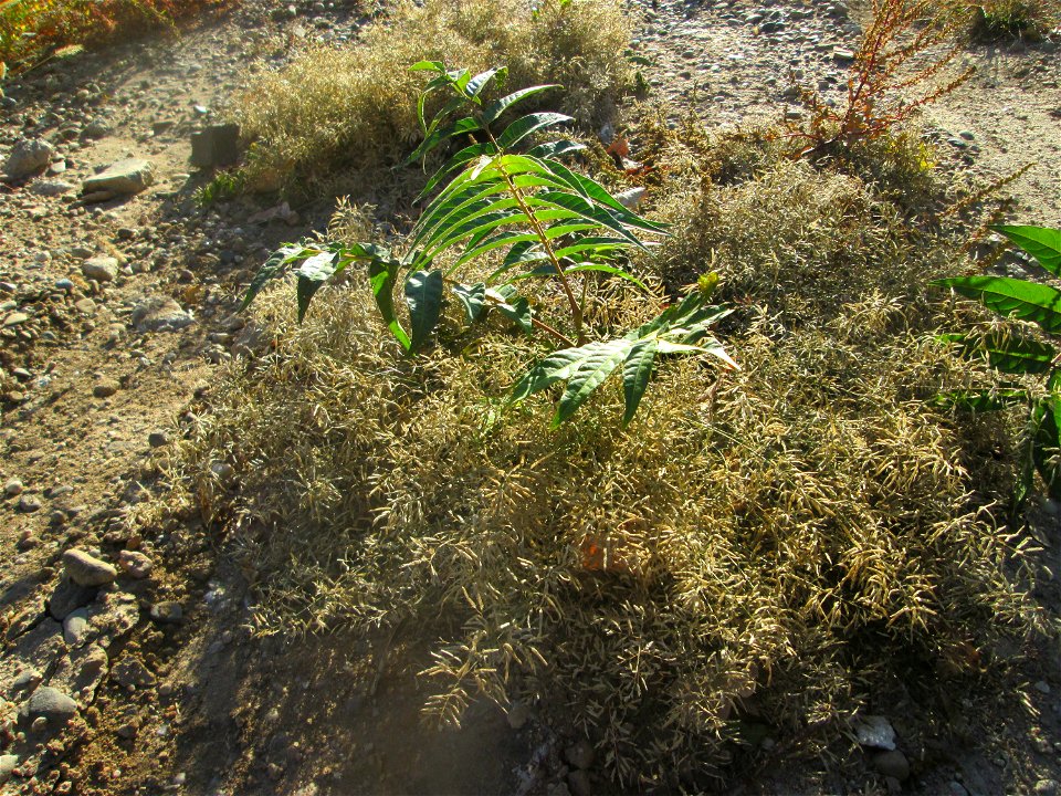 Kleines Liebesgras (Eragrostis minor) und junger Götterbaum (Ailanthus altissima) auf einer sandigen Brachfläche einer Baustelle in Hockenheim - Schon im 18. Jh. eingeschleppt - Ursprung: Mittelmeerra