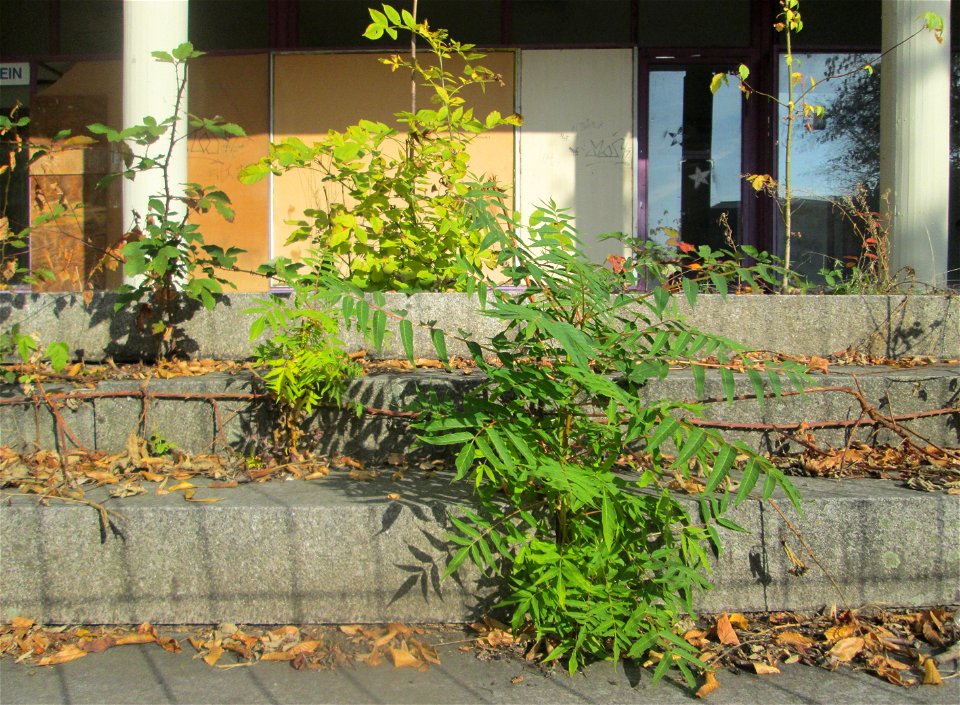 Götterbaum (Ailanthus altissima) am alten Hallenbad in St. Ingbert - das seit 2001 ungenutzte Gebäude wird allmählich von der Natur zurückerobert