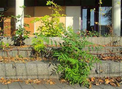 Götterbaum (Ailanthus altissima) am alten Hallenbad in St. Ingbert - das seit 2001 ungenutzte Gebäude wird allmählich von der Natur zurückerobert photo