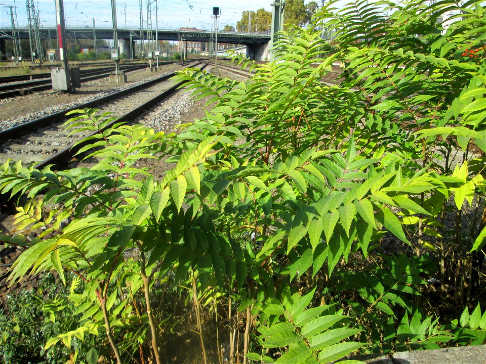 Götterbaum (Ailanthus altissima) invasiv am Hauptbahnhof Mannheim