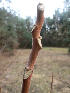 Götterbaum (Ailanthus altissima) - invasiv auf einer Lichtung in der Schwetzinger Hardt