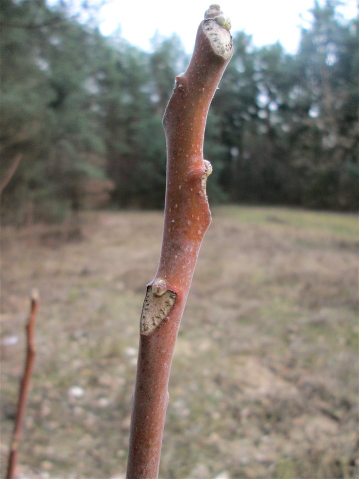 Götterbaum (Ailanthus altissima) - invasiv auf einer Lichtung in der Schwetzinger Hardt