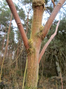 Götterbaum (Ailanthus altissima) - invasiv auf einer Lichtung in der Schwetzinger Hardt