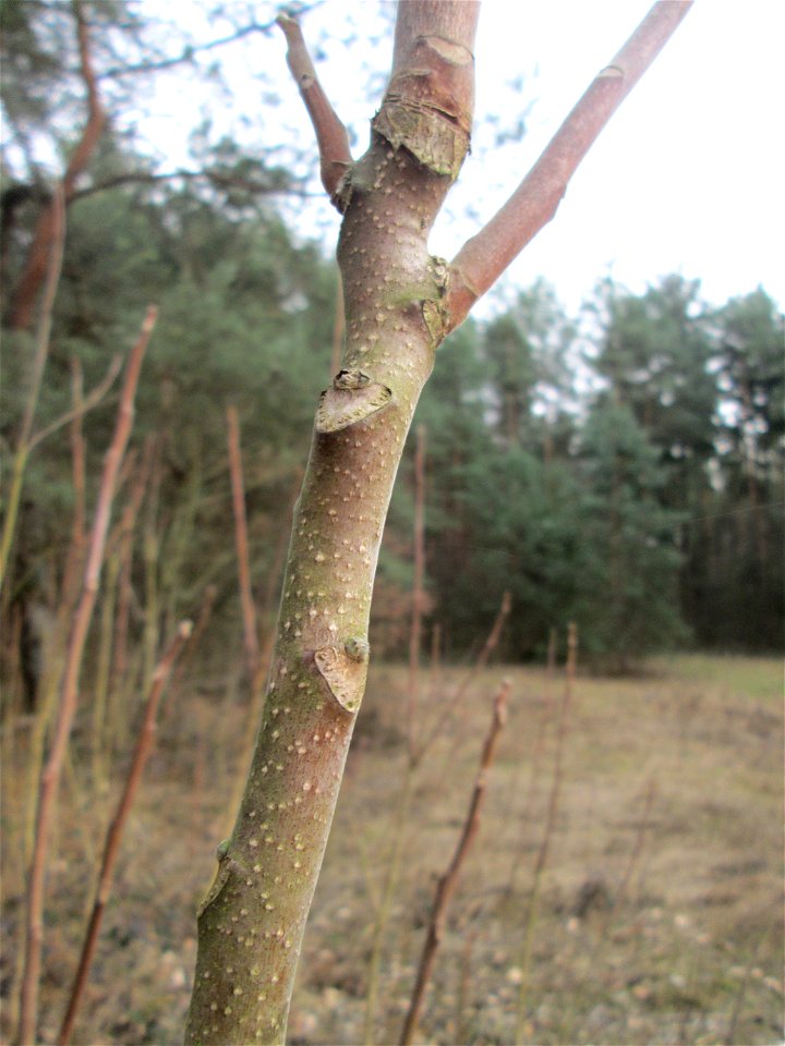 Götterbaum (Ailanthus altissima) - invasiv auf einer Lichtung in der Schwetzinger Hardt