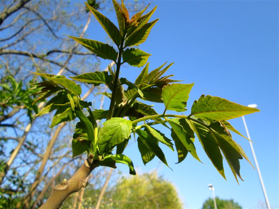 Junge Blatttriebe vom Götterbaum (Ailanthus altissima) in Alt-Saarbrücken - eingeschleppt aus Asien - typische Autobahn-Rand-Vegetation