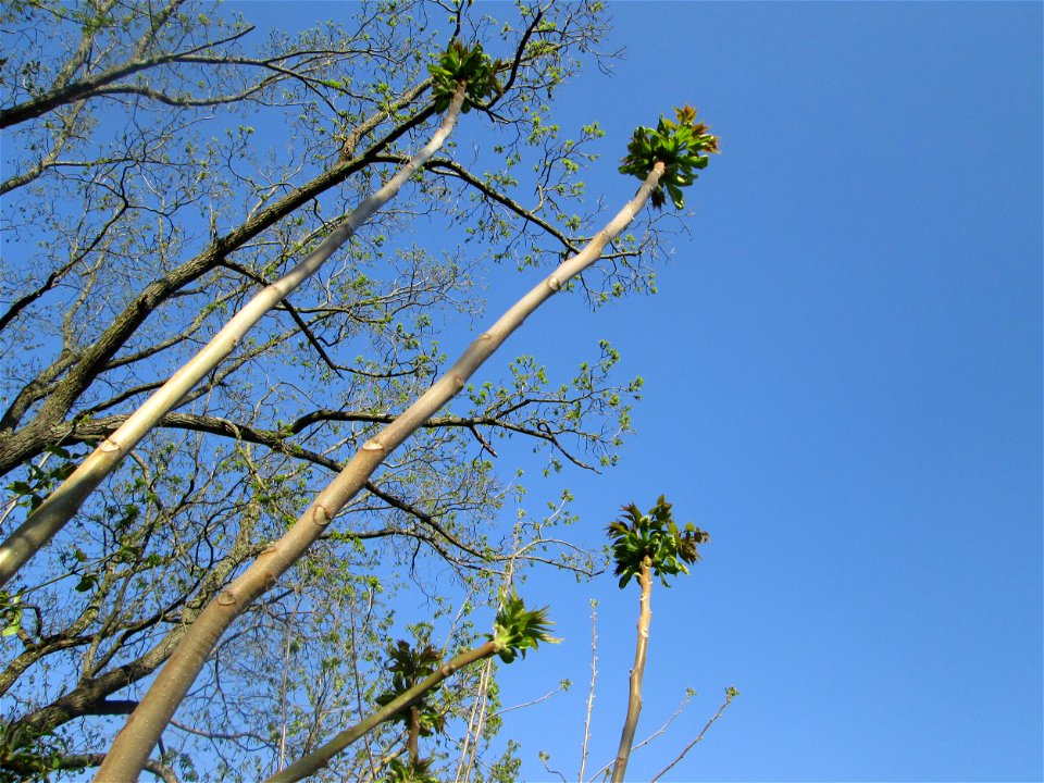 Austreibender Götterbaum (Ailanthus altissima) in Alt-Saarbrücken - eingeschleppt aus Asien - typische Autobahn-Rand-Vegetation