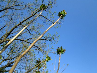 Austreibender Götterbaum (Ailanthus altissima) in Alt-Saarbrücken - eingeschleppt aus Asien - typische Autobahn-Rand-Vegetation photo