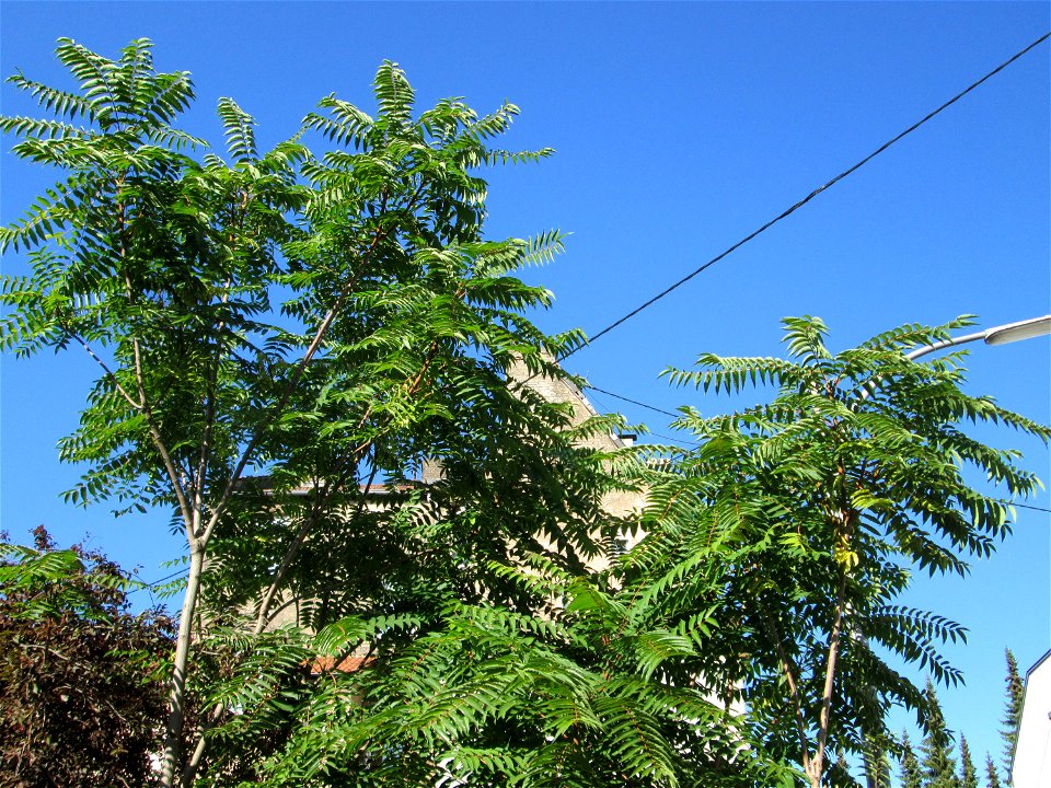 Götterbaum (Ailanthus altissima) an der Spitalstraße in Brebach - an diesem Standort wahrscheinlich wild angewachsen und stehen gelassen worden