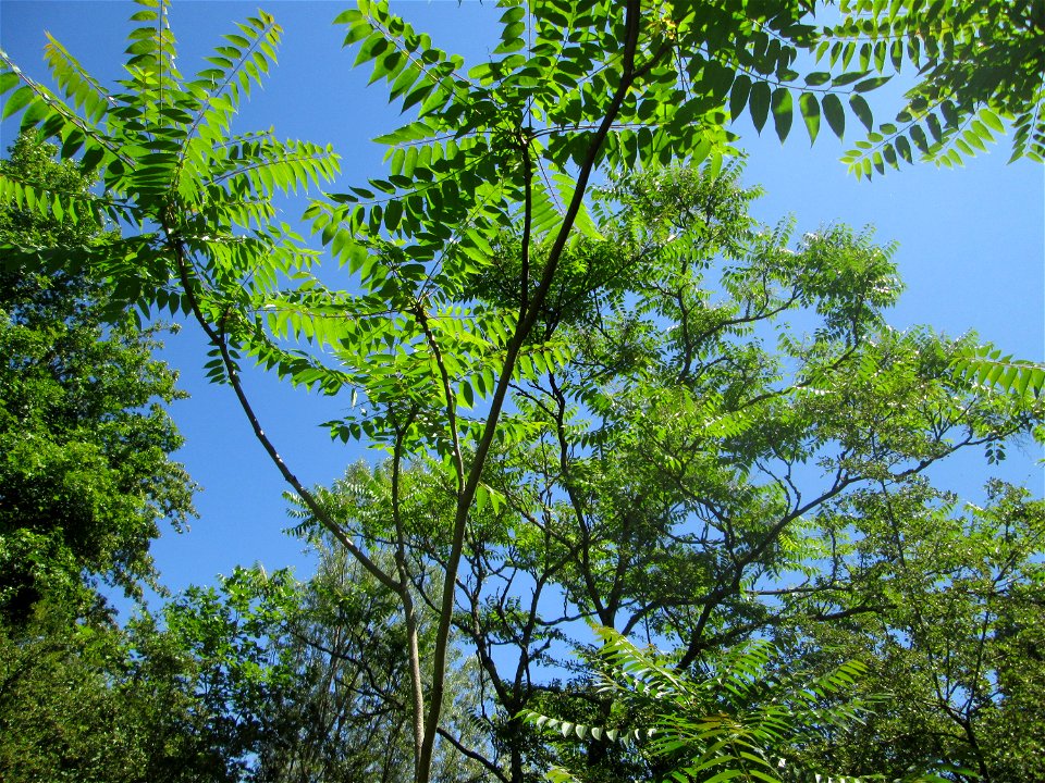Götterbaum (Ailanthus altissima) invasiv im Naturschutzgebiet "St. Arnualer Wiesen"