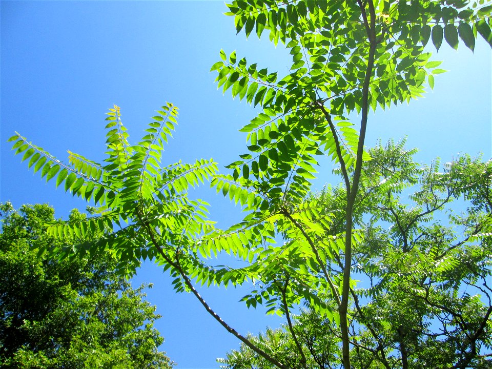 Götterbaum (Ailanthus altissima) invasiv im Naturschutzgebiet "St. Arnualer Wiesen"