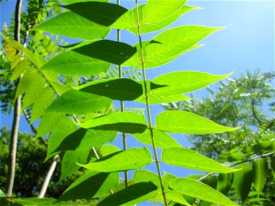 Götterbaum (Ailanthus altissima) invasiv im Naturschutzgebiet "St. Arnualer Wiesen"