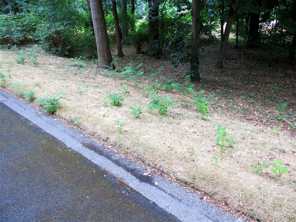 Ailanthus in situation of pioneer plant after clearing brush in the parc de l'Aulnaye in Vaires-sur-Marne (Seine-et-Marne, France).