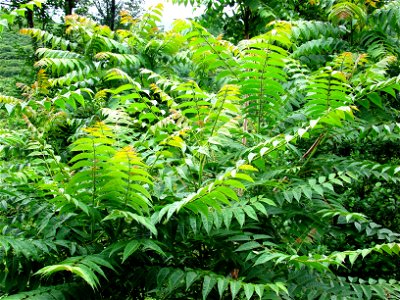 Kokarağaç (Ailanthus altissima)