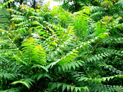 Kokarağaç (Ailanthus altissima) photo