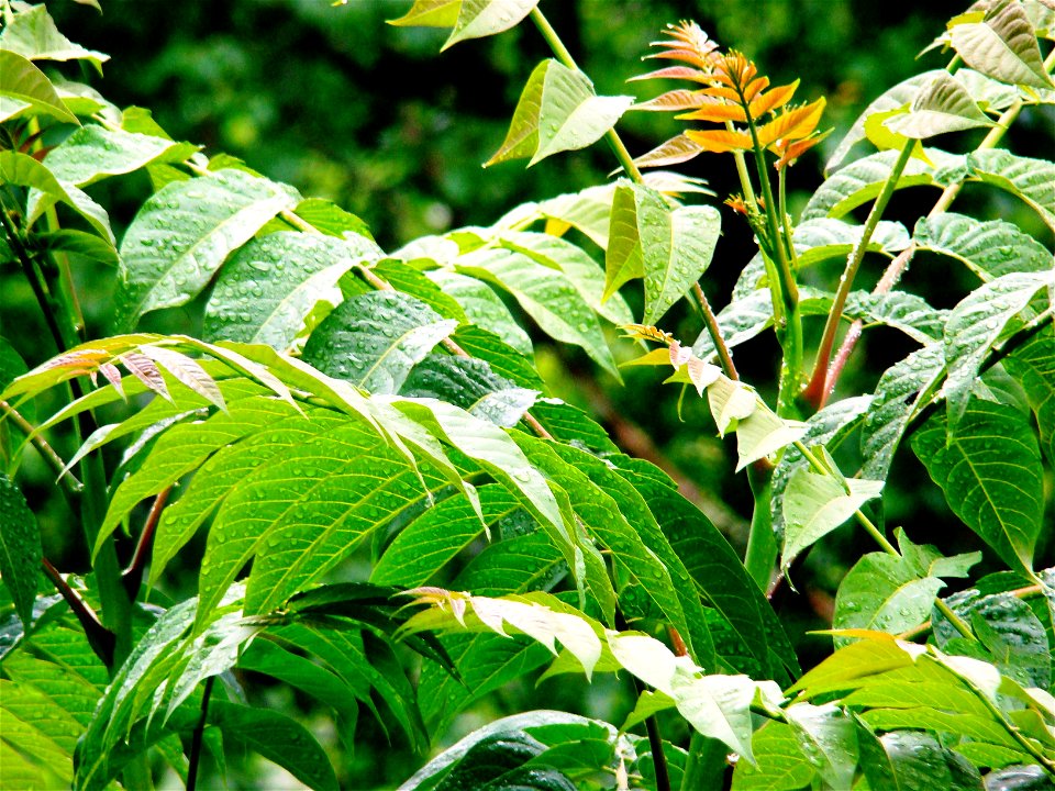 Kokarağaç (Ailanthus altissima)