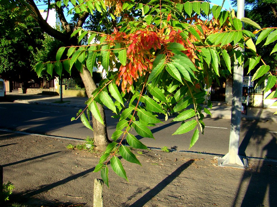 Ailanthus altissima con fruto