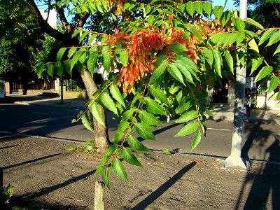 Ailanthus altissima con fruto photo