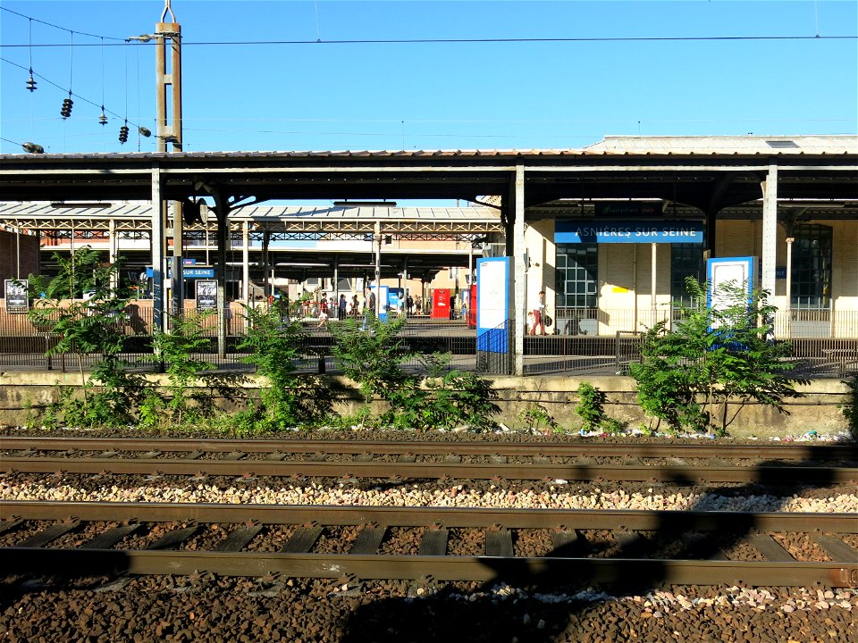 Ailanthus weed in Asnières train station (Hauts-de-Seine, France).