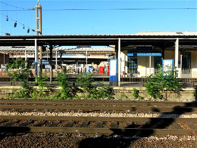 Ailanthus weed in Asnières train station (Hauts-de-Seine, France). photo