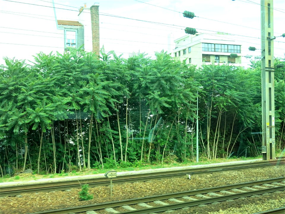 Ailanthus trees in Asnières train station (Hauts-de-Seine, France).