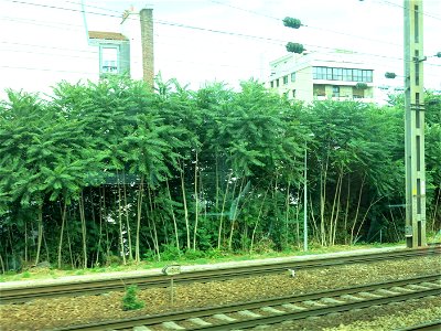 Ailanthus trees in Asnières train station (Hauts-de-Seine, France). photo