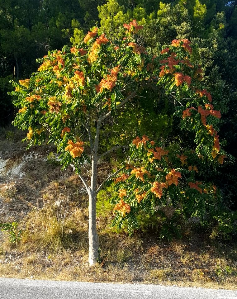 Albero del paradiso o ailanto (Ailanthus altissima) al Poggio di Ancona, lungo la strada provinciale del Conero. Sono visibili i frutti dal colore aranciato.