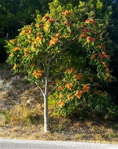 Albero del paradiso o ailanto (Ailanthus altissima) al Poggio di Ancona, lungo la strada provinciale del Conero. Sono visibili i frutti dal colore aranciato. photo