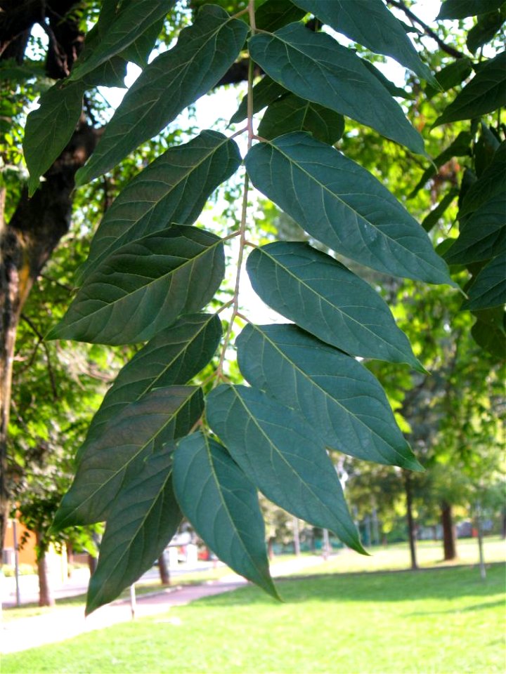 Foglia paripennata