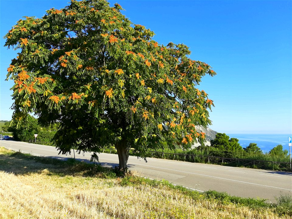 Albero del paradiso o ailanto (Ailanthus altissima)