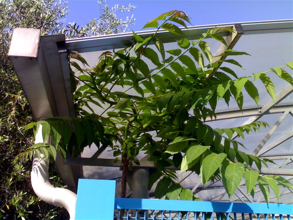 Ailanthus altissima purtroppo nato sotto una tettoia alla stazione ferroviaria di Roma San Pietro.