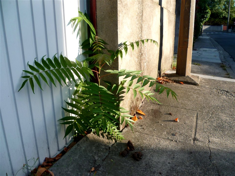 Toulouse (Haute-Garonne, France) : Ailante (Ailanthus altissima) poussant devant la porte d'un garage.