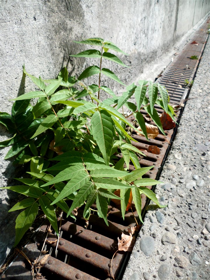 Toulouse (Haute-Garonne, France) : Ailanthus altissima sur le pont d'Ancely.