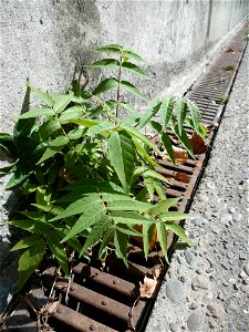 Toulouse (Haute-Garonne, France) : Ailanthus altissima sur le pont d'Ancely.