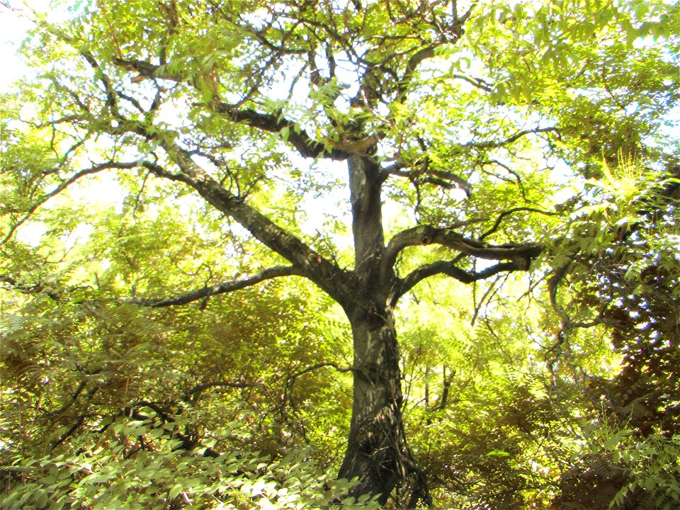 Old Ailanthus tree