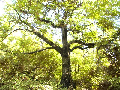 Old Ailanthus tree photo