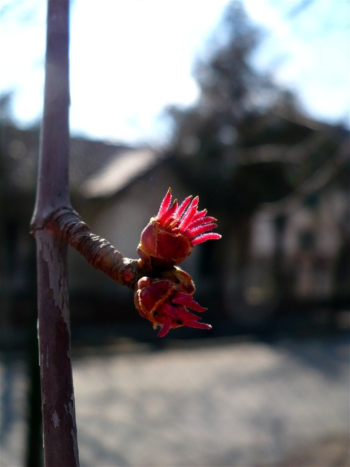Inflorescence of Acer rubrum