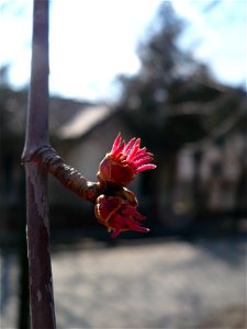 Inflorescence of Acer rubrum photo