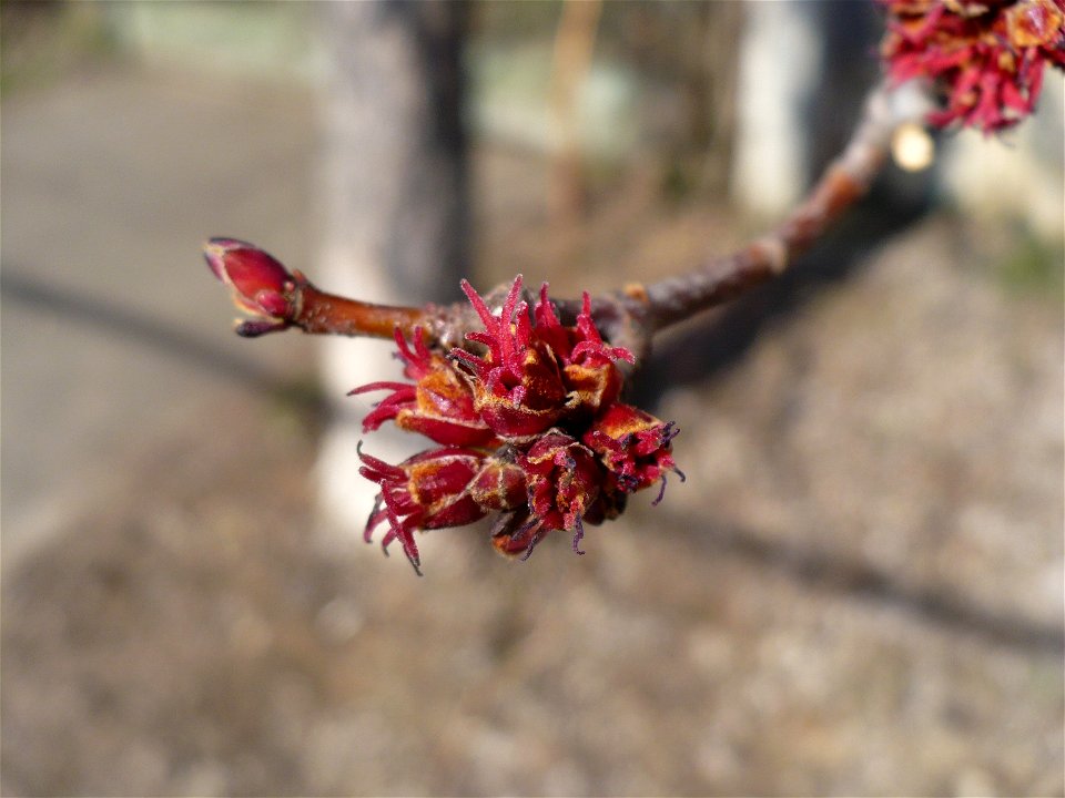 Inflorescence of Acer rubrum
