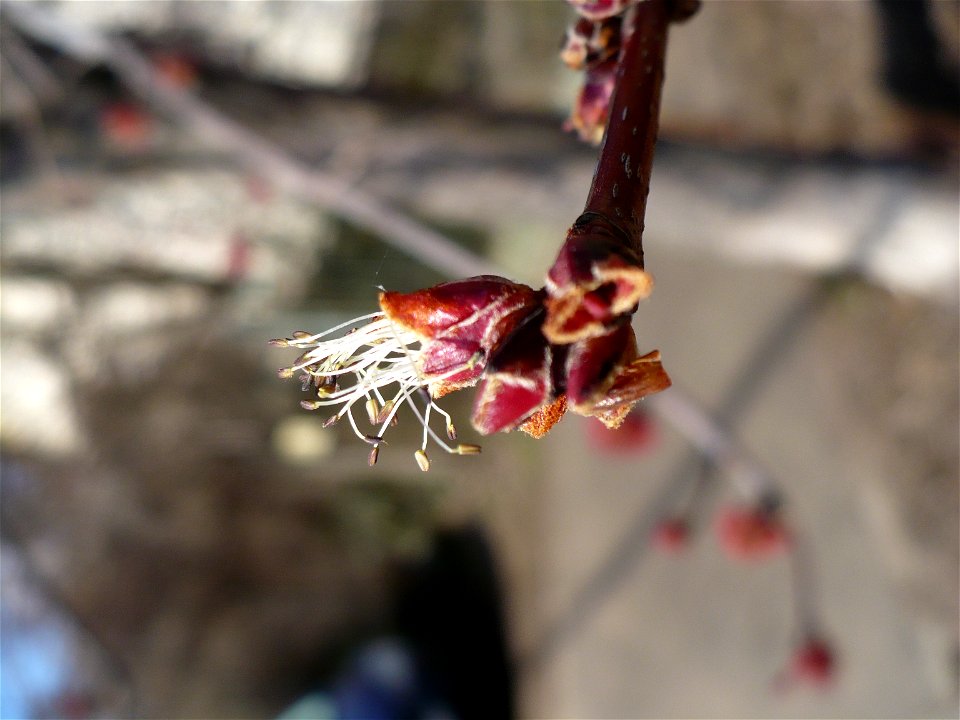 Inflorescence of Acer rubrum
