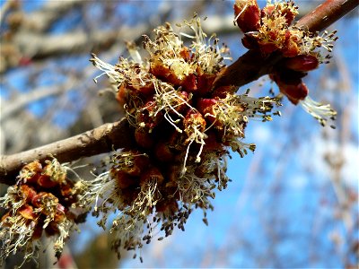 Inflorescence of Acer rubrum photo