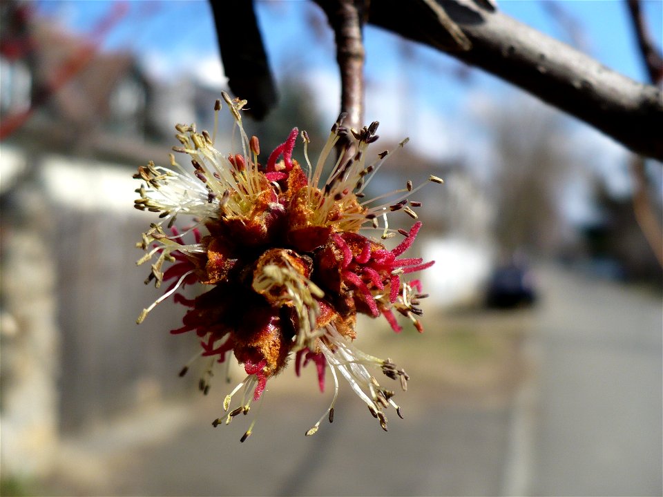 Inflorescence of Acer rubrum photo