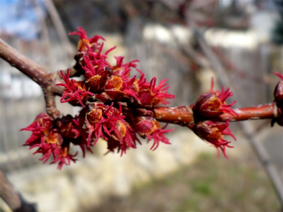 Inflorescence of Acer rubrum
