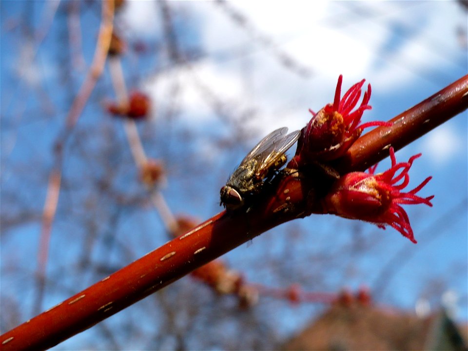 Inflorescence of Acer rubrum with a pollinator