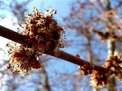 Inflorescence of Acer rubrum with a pollinator