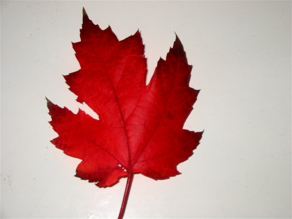 Canadian maple leaf Acer rubrum