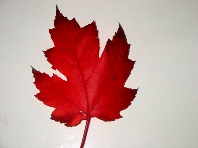 Canadian maple leaf Acer rubrum photo
