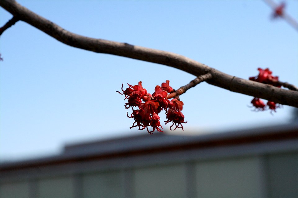 Acer rubrum flowers.