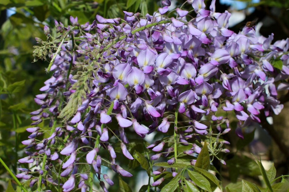 Plant nature garden photo