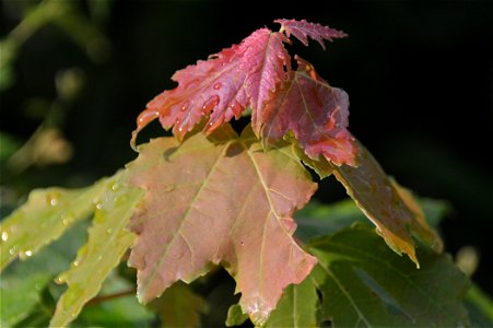 Red maple (Acer rubrum) photo