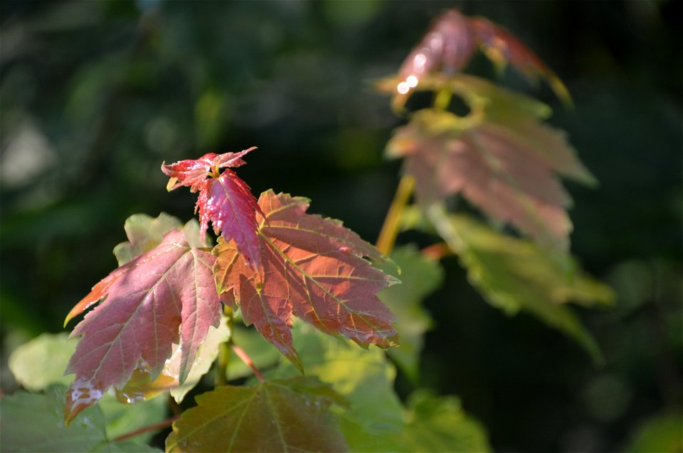 Red maple (Acer rubrum)